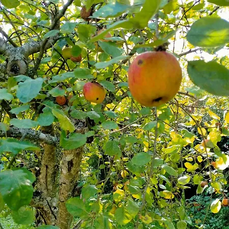 Chez Les Sœurs Hébergement de vacances Ige (Orne)